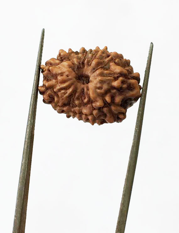 12 Mukhi Certified Indonesian Rudraksha Size- 18.50 mm